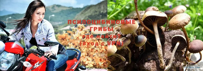 Галлюциногенные грибы Psilocybe  купить   Белая Калитва 